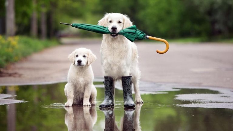 Дождь, ветер и мокрый снег: прогноз синоптиков на субботу