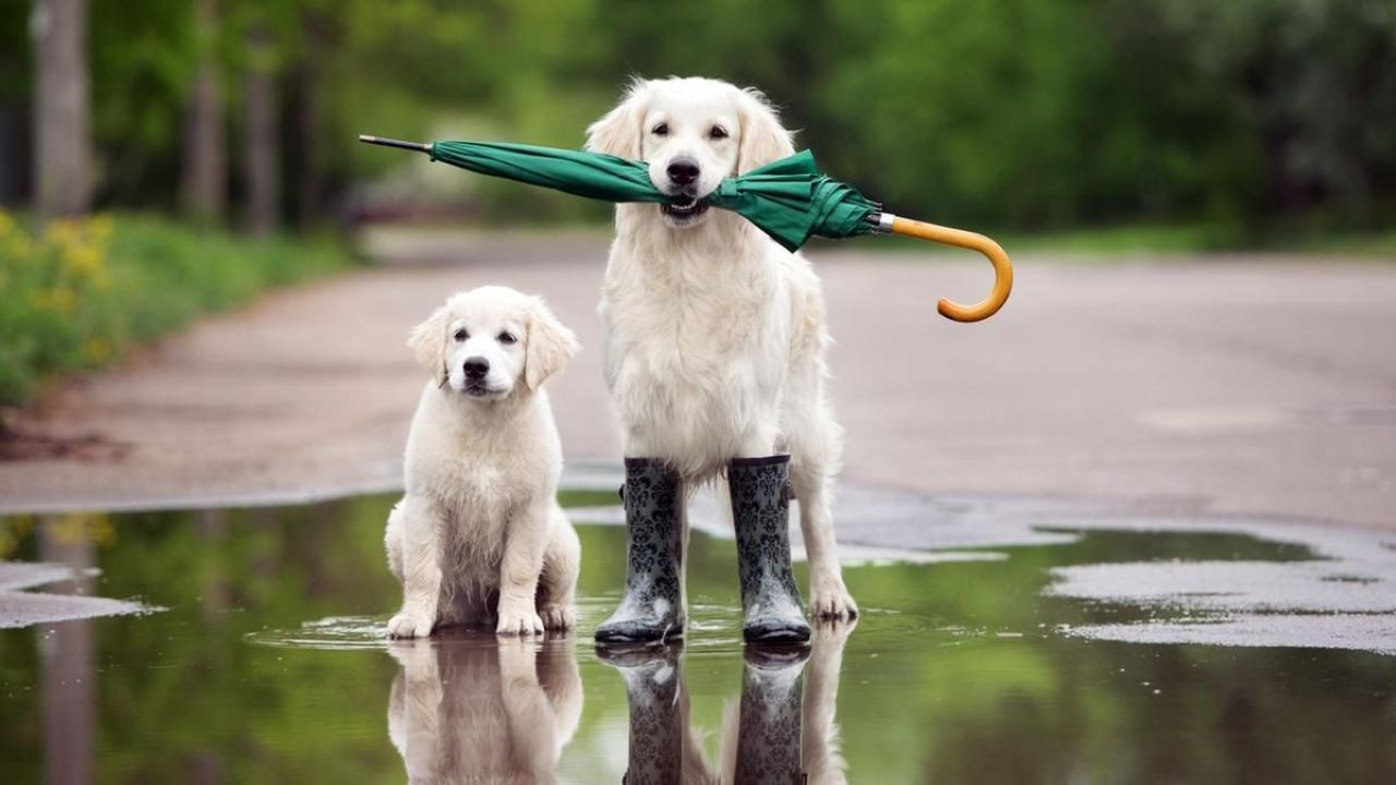 Дождь, ветер и мокрый снег: прогноз синоптиков на субботу