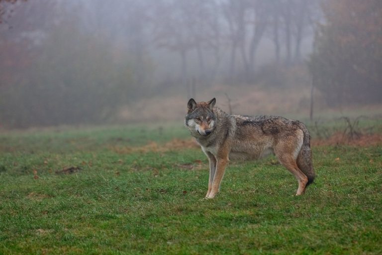 Конфликт интересов: почему в Латвии не могут договориться о правилах охоты на волков