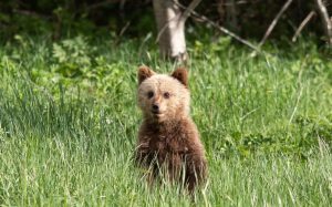 «Верните алмаз»: громкое требование к королю Карлу прозвучало в Нью-Йорке