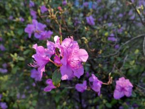 Почти полгода без дождей: Латвия переживает аномальный период экстремальной засухи