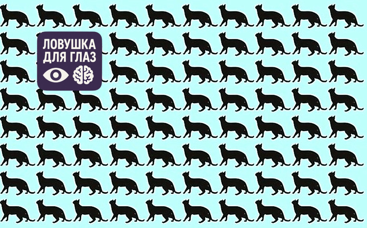 ряды одинаковых черных силуэтов кошек, среди которых одна отличается, визуальная головоломка на внимательность