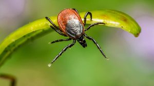 С 9 мая в Риге по выходным введут еще семь маршрутов ночных автобусов