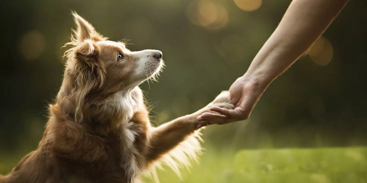 Кто защитит домашних животных: 219 латвийских полицейских прошли специальное обучение