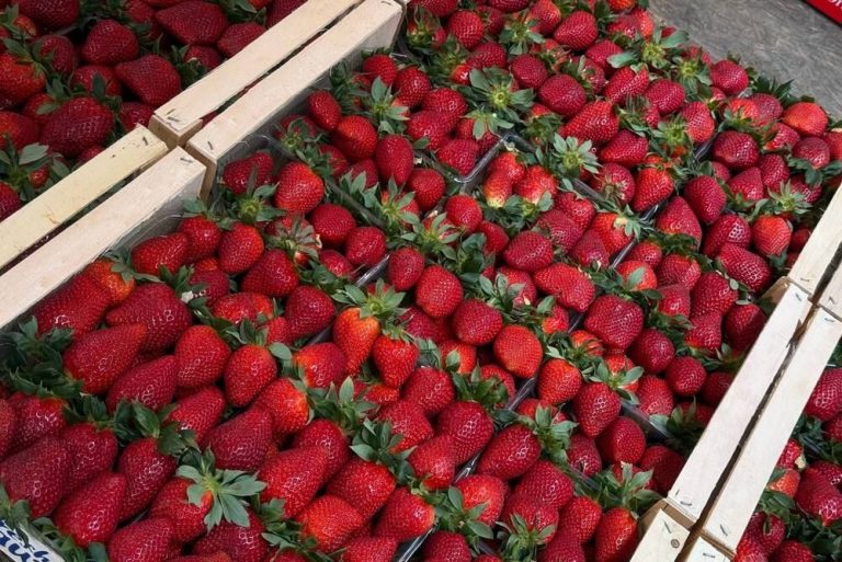 Латвийский агроном прогнозирует хороший урожай клубники и сохранение прошлогодних цен на ягоду