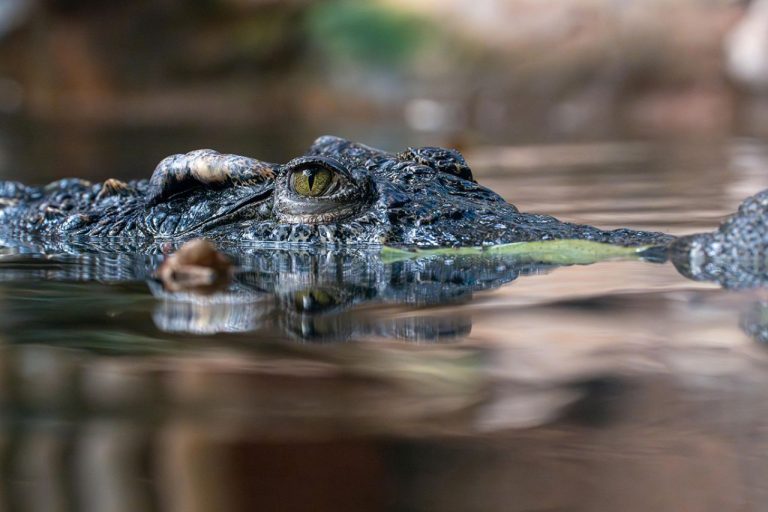 «Зверский проект»: Индия планирует использовать змей и крокодилов для охраны границы с Бангладеш