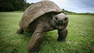 СМИ: Трамп может отложить удары по энергетической инфраструктуре Ирана