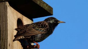 67% жителей Латвии используют ИИ для поиска информации - результаты опроса