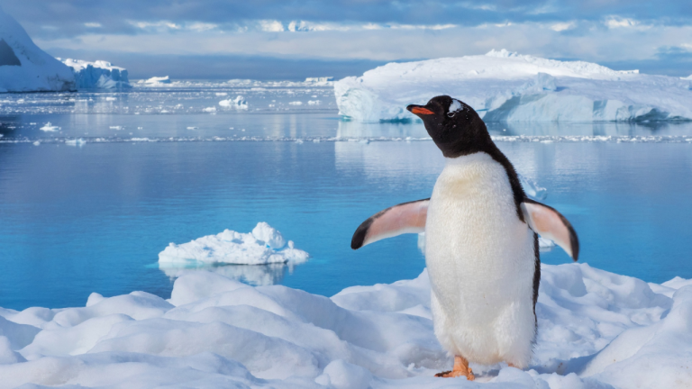 Огромные запасы золота и серебра обнаружили в Антарктиде