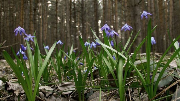 Пока прохладно, но ненадолго: в Латвии ожидается потепление до +15 градусов