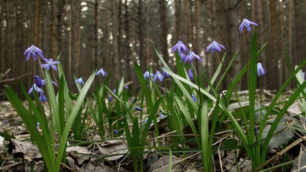 Пока прохладно, но ненадолго: в Латвии ожидается потепление до +15 градусов