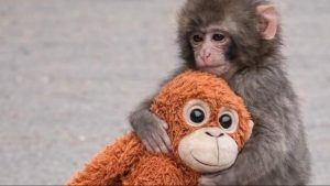 В Германии мужчина погиб из-за упавшего с балкона цветочного горшка