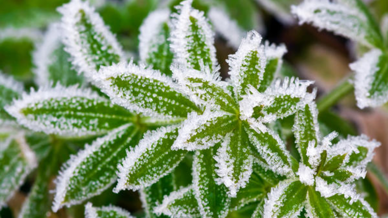 В Латвии резко похолодает: ночью до −5°C, днём без тепла