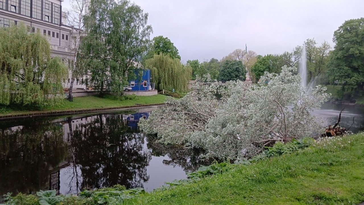 В Рижский канал упала 100-летняя осина с 4-метровым стволом