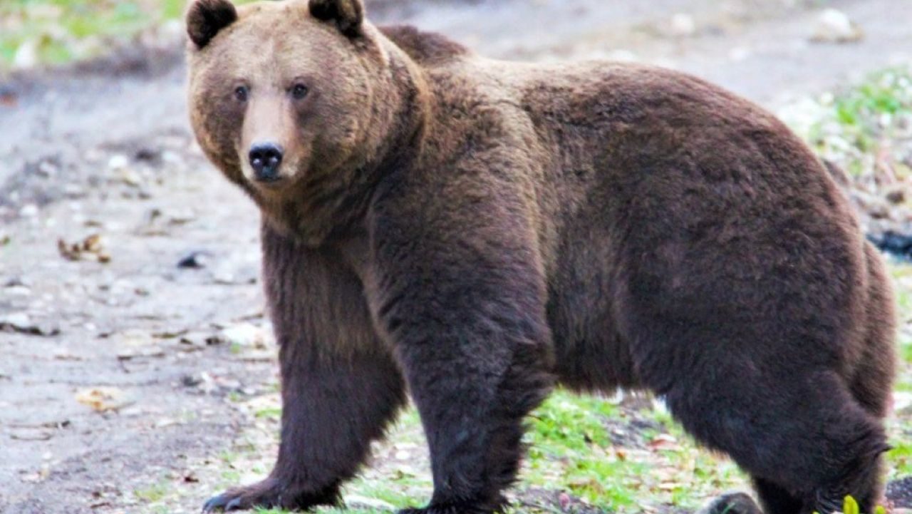 В спальном районе Таллина замечен медведь, задержать животное не удалось