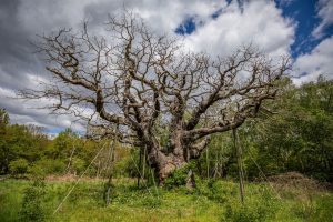 Отец Умы Турман и близкий друг Далай-ламы: умер философ Роберт Турман