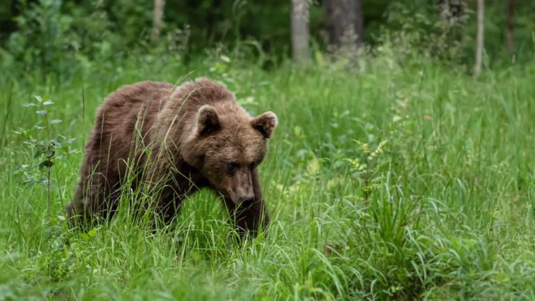 В окрестностях Кокнесе заметили медведя: жителей призывают к осторожности