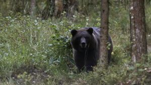 Водителям в Латвии придется пересмотреть свои маршруты из-за масштабных ремонтов на трассах