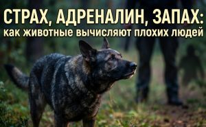 Джинсы без пояса - тренд осени 2026: как носить их элегантно по-французски
