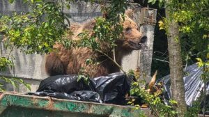 Велодорожка уперлась в границу Риги: в соцсетях обсуждают «дорогу в никуда»