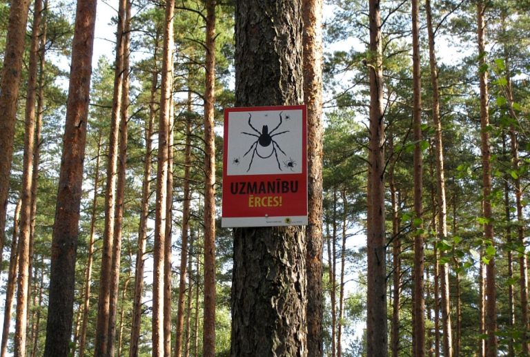 После укуса клеща: в Латвии зафиксировано рекордное за 13 лет число случаев болезни Лайма