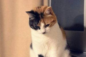 На Лазурном берегу готовят эвакуацию из-за цунами: первые волны могут прийти за 10 минут