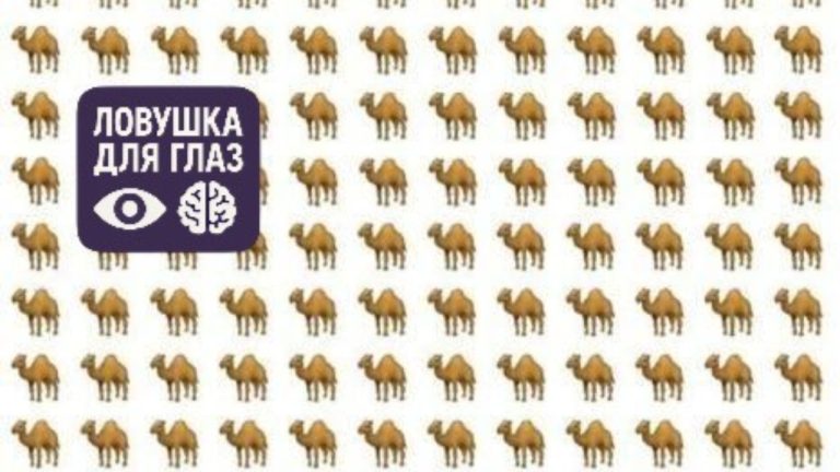 Ловушка для глаз: один верблюд здесь явно прибился не к тому каравану. Найдёте его за 12 секунд?