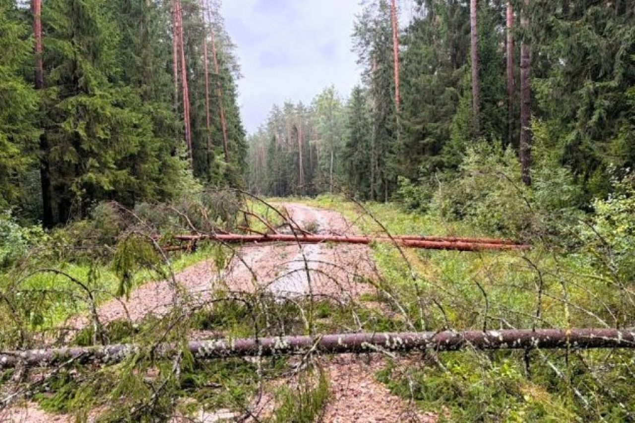 Шторм в Латвии повредил более 100 000 кубометров леса: ущерб еще оценивают