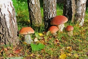 После сильнейшей бури без электричества остаются 87 тысяч потребителей