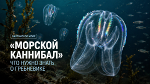 Дроны и тепловизоры помогают спасателям искать заблудившихся грибников в латвийских лесах