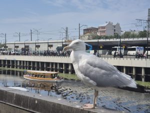 Министр признал, что судьба бетонной опоры Rail Baltica в Даугаве до сих пор не решена