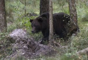 Зимнее время придет раньше, чем многие ожидают этой осенью