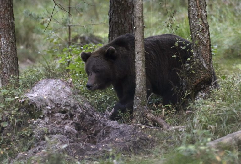 Медведь погнался за подростками на квадроциклах под Ропажи