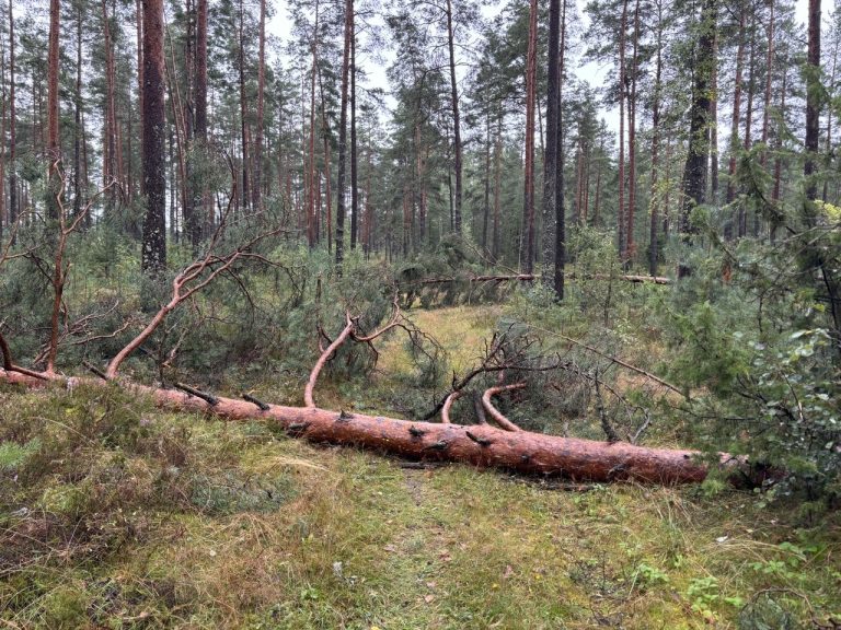 В Суниши женщины опасаются ходить через лес после нескольких странных встреч
