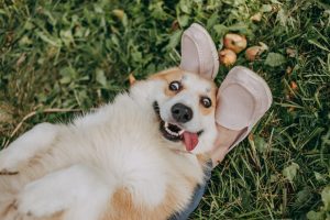 10 пьяных водителей и один под действием наркотиков: сводка полиции за минувшие сутки