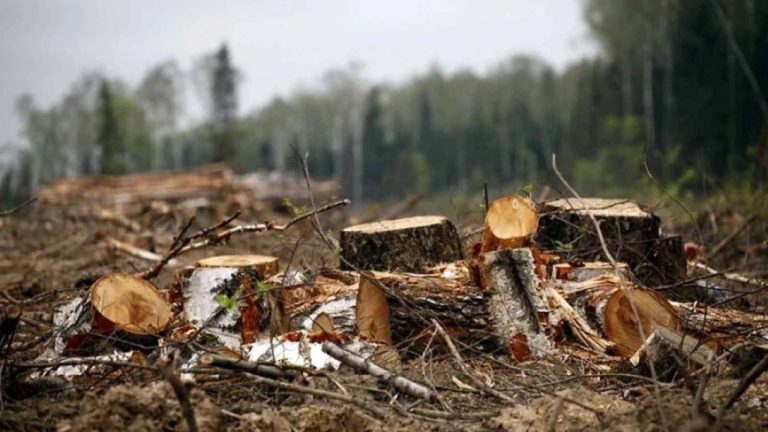 В Латвии ужесточили наказания за экологические преступления: до 10 лет тюрьмы