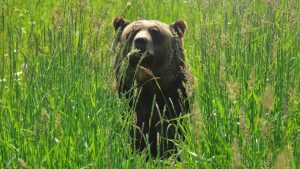 Когда наступит пик явления Эль-Ниньо и когда закончится это климатическое явление, влияющее на погоду во всем мире?