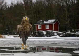 Гороскоп на 8 октября по картам Таро: Тельцу - ценить свои достижения, Овну - не переплачивать за скорость